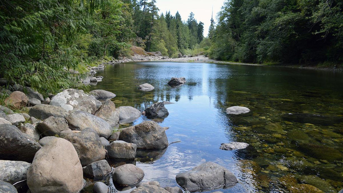 shrooms delivery sooke