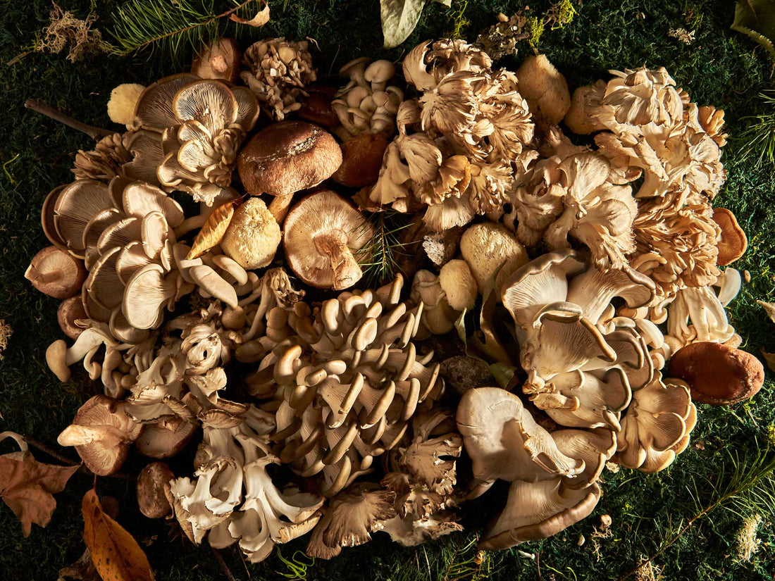 mushrooms for anxiety