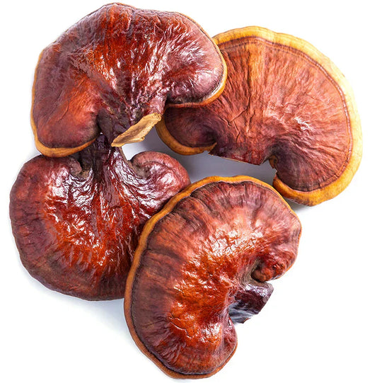 reishi mushrooms victoria bc