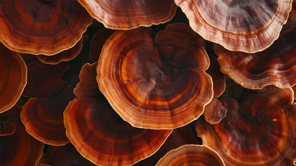 reishi - mushroom - for anxiety